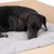 Schwarzer Hund liegt auf einem grauen, gepolsterten Kissen in einem Holzbett. Produkt zeigt Komfort und Design des Haustierbetts.