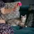 Une personne tient un jouet pour chat rose au-dessus d’un chat allongé sur le canapé, afin de démontrer l’utilisation du jouet. Une personne tient un jouet pour chat rose au-dessus d’un chat allongé sur le canapé, afin de démontrer l’utilisation du jouet.