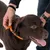 Brauner Hund mit orangefarbenem Halsband, das von einer Person angepasst wird. Sichtbares Logo auf dem Halsband: EQDOG.