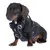 Dackel trägt ein schwarzes Hundegeschirr mit reflektierenden Streifen und Metallringen, Marke TIAKI sichtbar auf dem Geschirr.