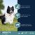 Eukanuba Adult Small & Medium Breed Lamb & Rice