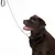 Bruine hond met zwarte halsband en metalen ketting, toont het gebruik van een hondenhalsband met lijn.