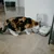 Katze frisst aus einem weissen Futterautomaten mit der Aufschrift 'Cat Mate'. Automatischer Futterspender mit zwei Schalen und Deckel.