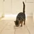 Cat eating food from a shallow white bowl placed on a wooden floor, demonstrating product use for feeding pets.