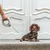 Mano che tiene un guinzaglio estensibile per cani con impugnatura ergonomica, collegato a un cane di piccola taglia. Adatto per passeggiate e controllo della libertà di movimento.