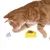Rote Katze spielt mit gelbem Katzenspielzeug in Käseform und weisser Spielzeugmaus.