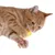 Rote Katze spielt mit einem gelben Spielzeugwürfel. Fokus auf die Vorderpfoten und das Spielverhalten.