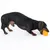 Perro juega con un juguete naranja apto para masticar.