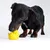Dog playing with yellow duck-shaped toy.