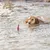 Chien nageant dans l’eau vers un jouet flottant rouge et jaune, accessoire d’entraînement visible à la surface.