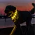 Chien portant un collier lumineux jaune allumé, visible en extérieur au crépuscule. Collier en plastique avec plusieurs points lumineux.