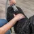 Persona usando un cepillo para el cuidado del pelaje con adaptador para aspiradora en un perro negro.