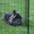 Schwarzes Kaninchen sitzt auf Gras neben einem Metall-Gitterzaun. Zeigt Nutzung eines Freigeheges für Kleintiere.
