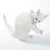 Weisse Katze spielt mit einem rosa-weissen Spielzeug aus Stoff und Seil.