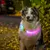 TIAKI LED-Halsband für langhaarige Hunde