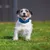 Hond met blauwe halsband op een grasveld. Product toont het gebruik van een halsband voor huisdieren.