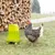 Green plastic chicken drinker standing on grass next to two chickens. Stacked wood and a fence visible in the background.