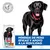 Hill's Adult Perfect Weight & Active Mobility Large Science Plan pollo