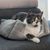 beeztees Katzenbett Baboo