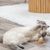 Trixie Jouet sur ressort Matatabi pour chat