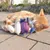 Red cat playing with a purple fabric toy with blue details on a paved surface.