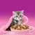 Jeune chat gris et blanc assis dans une couverture rose derrière une gamelle de croquettes, sur un fond rose. Jeune chat gris et blanc assis dans une couverture rose derrière une gamelle de croquettes, sur un fond rose.