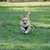 Virbac Veterinary HPM Dog Gastro Digestive Support Virbac Veterinary HPM Dog Gastro Digestive Support