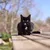 Virbac Veterinary Cat Urology Dissolution & Prevention