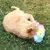 Red cat playing on a meadow with a colourful plush toy in rainbow colours.
