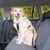 Dog harness with seat belt attachment on a car seat, suitable for safe car journeys.