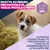Eukanuba Premium Nutrition Puppy Small & Medium Breed Agnello & Riso