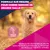Eukanuba Premium Nutrition Senior Large et Giant Breed agneau et riz