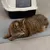 Grijze kattenbakmat van kunststof met liggende gestreepte kat ervoor, op de achtergrond een gesloten kattenbak met transparante deur en pootafdrukken.