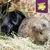 Two guinea pigs in hay, top right text: Stamping out selective feeding. Muesli Free Co.