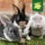 Three rabbits on grass, top right a green seal with yellow lettering: Stamping Out Selective Feeding Muesli Free Co. Three rabbits on grass, top right a green seal with yellow lettering: Stamping Out Selective Feeding Muesli Free Co.