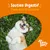 Soutien Digestif, Place Aux Gratouilles, Zesty Paws – texte promotionnel en haut d’une image de chien couché sur le dos dans l’herbe. Texte en français belge.