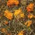 Calendula essiccata e fieno, miscela naturale di materiali vegetali.