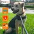 Dog wearing a Thundershirt with icons showing it is suitable for travel, vet visits, and training.