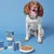 Dog sitting beside a bowl of wet food and several boxes labelled 'Pooch & Mutt', showing product packaging and food appearance.