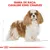 Texto visível: Gama de raça: Cavalier King Charles. Ilustração de um cão Cavalier King Charles com fundo branco e detalhes de esboço técnico.