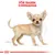 Illustration av en chihuahua med texten 'För rasen: Chihuahua' överst i rött. Skissade linjer markerar proportioner på hundens kropp.