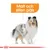 Illustration av hund med texten 'Matt och sliten päls' i orange ruta ovanför, pil pekar mot hundens päls.