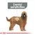 Text 'Dental sensitivities' above illustration of a long-haired dog. Red crown logo at the bottom. No other visible product or packaging details.