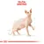 Fajta: Sphynx – illusztráció egy szőrtelen macskáról, anatómiai vázlatvonalakkal. Felül piros szöveg: FAJTA: SPHYNX.