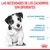 Las necesidades de los cachorros son diferentes: sistema inmunitario frágil, periodo de aprendizaje y entrenamiento, sistema digestivo delicado. Imagen de un cachorro y logotipo Royal Canin.