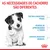 As necessidades do cachorro são diferentes: sistema imunitário frágil, período de aprendizagem e treino, sistema digestivo sensível. Royal Canin.