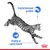 Texte visible : Instinctivement préféré, Vitalité et santé rénale. Chat tacheté en mouvement avec deux pictogrammes bleus. Logo Royal Canin en bas à droite.