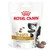 Royal Canin Treats, compatible with urinary S/O diets, optimised mineral content, 230 g. Afbeelding van hond en enkele traktaties zichtbaar op de verpakking.