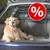 Perro en el maletero de un coche junto a una rejilla divisoria metálica negra; círculo rojo con símbolo de porcentaje blanco indicando oferta o descuento. Perro en el maletero de un coche junto a una rejilla divisoria metálica negra; círculo rojo con símbolo de porcentaje blanco indicando oferta o descuento.