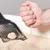 Una mano muestra la fina textura de la arena para gatos, al fondo una pala negra con grumos.